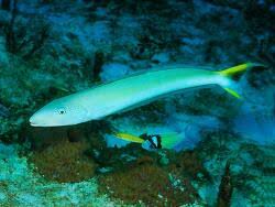 Image result for Malacanthus plumieri