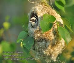 Image result for Remiz pendulinus