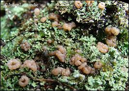 Attēlu rezultāti vaicājumam “Cladonia caespiticia”