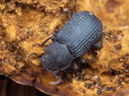 Attēlu rezultāti vaicājumam “Bolitophagus reticulatus”