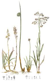 Attēlu rezultāti vaicājumam “Juncus conglomeratus fruit”