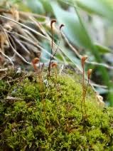 Attēlu rezultāti vaicājumam “Barbilophozia lycopodioides”
