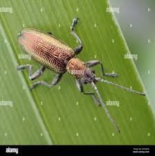 Attēlu rezultāti vaicājumam “Donacia dentata”