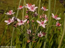 Attēlu rezultāti vaicājumam “Butomus umbellatus fruit”