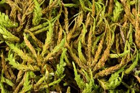 Attēlu rezultāti vaicājumam “Eurhynchiastrum pulchellum macro”