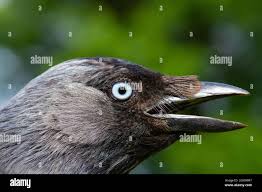 Attēlu rezultāti vaicājumam “Corvus monedula”