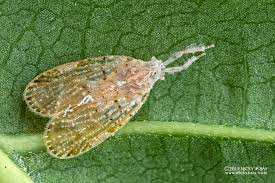 Attēlu rezultāti vaicājumam “Cixiidae”