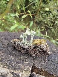 Attēlu rezultāti vaicājumam “Cladonia fimbriata”
