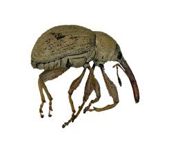 Attēlu rezultāti vaicājumam “Anthyllis maritima bud”