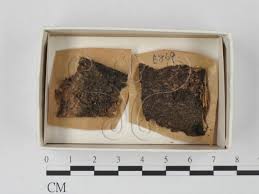 Attēlu rezultāti vaicājumam “Physarum compressum”