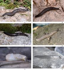 Attēlu rezultāti vaicājumam “Krynickillus melanocephalus”