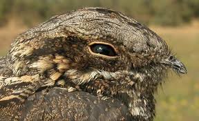 Attēlu rezultāti vaicājumam “Caprimulgus europaeus juvenile”