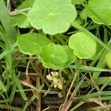 Attēlu rezultāti vaicājumam “Hydrocotyle vulgaris leaf”