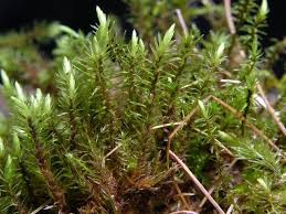 Attēlu rezultāti vaicājumam “Aulacomnium”