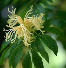 Attēlu rezultāti vaicājumam “Juglans mandshurica male flower”