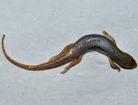 Attēlu rezultāti vaicājumam “Morophaga choragella”