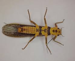 Attēlu rezultāti vaicājumam “Plecoptera”