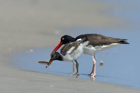 Attēlu rezultāti vaicājumam “Plectrophenax nivalis adult”