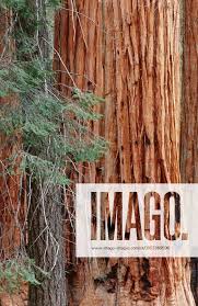 Image result for Mammutbaum