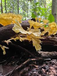 Attēlu rezultāti vaicājumam “Amaurochaete fusiformis”