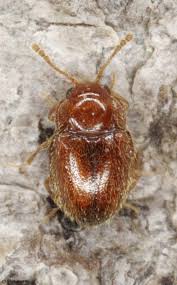 Attēlu rezultāti vaicājumam “Endomychidae”