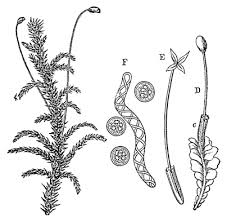 Attēlu rezultāti vaicājumam “Cephalozia bicuspidata”