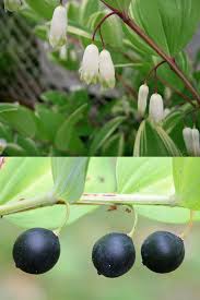Attēlu rezultāti vaicājumam “Polygonatum odoratum fruit”