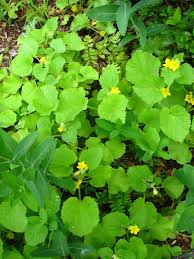 Attēlu rezultāti vaicājumam “Linaria loeselii leaf”