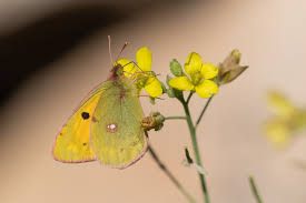 Attēlu rezultāti vaicājumam “Colias croceus”