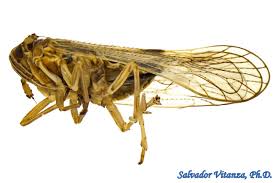 Attēlu rezultāti vaicājumam “Delphacidae”