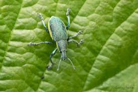 Attēlu rezultāti vaicājumam “Chlorophanus viridis”