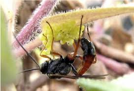 Attēlu rezultāti vaicājumam “Melitaea cinxia underside”