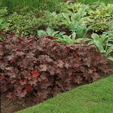 Image result for Heuchera `Palace Purple`