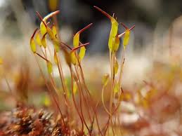 Attēlu rezultāti vaicājumam “Ceratodon purpureus”