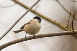 Attēlu rezultāti vaicājumam “Poecile palustris adult”