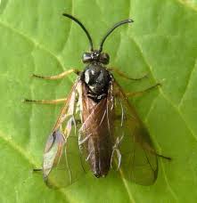 Attēlu rezultāti vaicājumam “Arge ustulata”