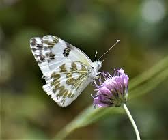 Attēlu rezultāti vaicājumam “Pontia edusa underside”
