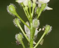 Attēlu rezultāti vaicājumam “Circaea alpina flower”