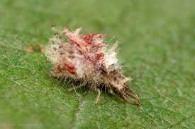 Attēlu rezultāti vaicājumam “Chrysopidae larva”