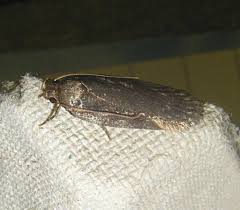 Attēlu rezultāti vaicājumam “Depressaria olerella imago”