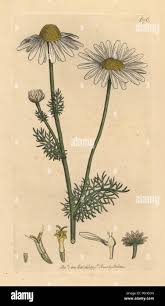 Attēlu rezultāti vaicājumam “Tripleurospermum inodorum”