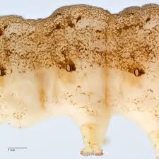 Attēlu rezultāti vaicājumam “Mamestra brassicae exuvia”
