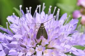 Attēlu rezultāti vaicājumam “Cauchas rufimitrella”