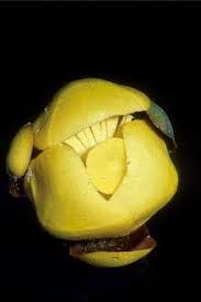 Attēlu rezultāti vaicājumam “Nuphar lutea flower”