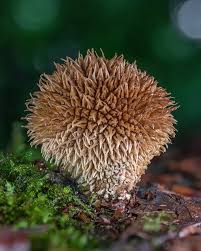 Attēlu rezultāti vaicājumam “Lycoperdon echinatum”