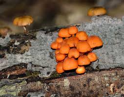 Attēlu rezultāti vaicājumam “Mycena”