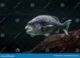 Image result for Cymatoceps nasutus