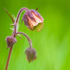 Attēlu rezultāti vaicājumam “Geum rivale flower”