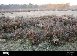 Attēlu rezultāti vaicājumam “Calluna vulgaris fruit”