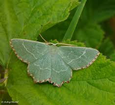 Attēlu rezultāti vaicājumam “Thalera fimbrialis”